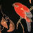RAPTORTYPE